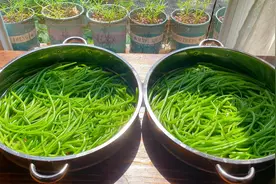 晒红薯梗，晒干比新鲜的好吃，冬天拿它炖肉超香，夏天秋天都能晒