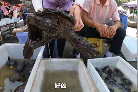 乌龟市场，大鳄龟叫价1000块钱一只，老板说可以养到100斤以上！