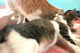 拍公猫的屁股和母猫的屁股，会有什么不同的反应，结局很尴尬！