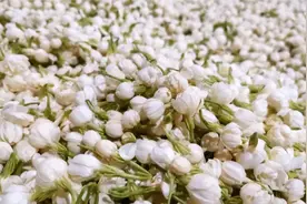 茉莉花之乡-犍为清溪镇映像（一）9月5日晚7：30直播看茉莉花吐香