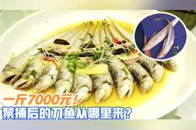 一斤7000元！长江刀鱼为何如此受欢迎？禁捕后的刀鱼从哪里来？