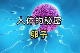 人体内最大的细胞，卵子的秘密