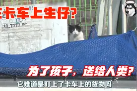 流浪猫在卡车上生下小猫，为了孩子活着，把小猫送给人类，泪目了视频封面