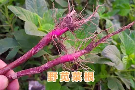 “野苋菜根” 煮汤喝，对不适症状有很多的帮助，它居然还是个宝