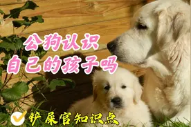 公狗能认出自己的孩子吗视频封面
