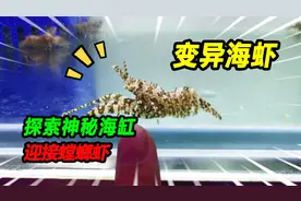 为买螳螂虾驱车探访鱼友，进屋惊奇发现不明海洋生物，大开眼见了视频封面