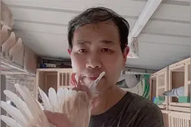 什么情况下小鸽子会出现翻翅，它长大了还能打比赛吗？视频封面