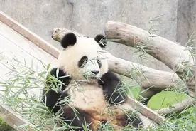 大熊猫为什么喜欢抱大腿，看完你又长知识了，笑喷了