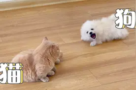 相同体型下的猫和狗，究竟谁的战斗力会更强呢？