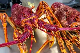 见识一下鱼王杀7斤重的极品澳龙，真是开眼界了，一只就要4200元视频封面