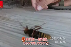 20220724唐师曾：马蝇子——牛虻Gadfly视频封面
