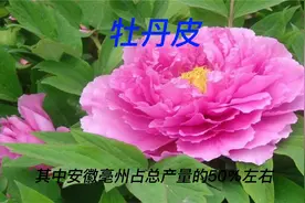 牡丹皮微寒具有清热凉血、活血化淤、退虚热等功效