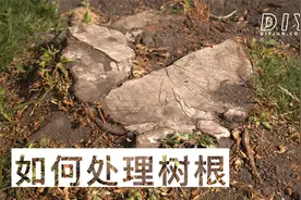 如何处理树桩和树根？如何阻止树根发芽？如何挖出树根？