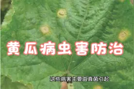 黄瓜常见的病虫害有哪些，如何进行防治