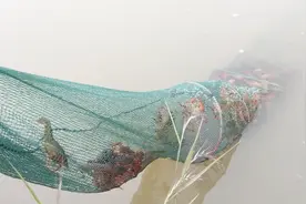 为什么满塘小龙虾就是不进地笼！告诉你小龙虾捕捞爆网的秘诀！