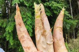 找裂缝挖竹鞭笋，一挖一个准，笋壳都是奶白色的真是过瘾