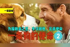 狗狗为报救命之恩，多次投胎，艰难寻找主人！《一条狗的使命2》视频封面