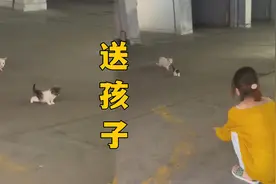 猫妈妈把孩子送给人类，真实原因更感人！视频封面