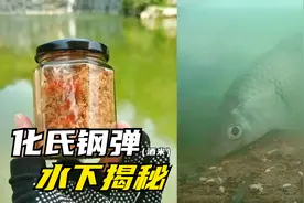 春季酒米窝料用这1样东西制作，诱鱼效果好留鱼持久，结果很明显视频封面
