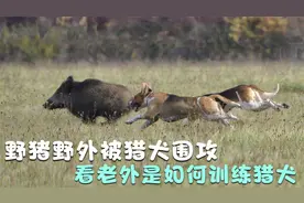 野猪野外被猎犬围攻，看老外是如何训练猎犬，你想不想要一只呢
