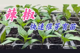 辣椒快速催芽育苗：烫种，浸种，催芽，浇水， 施肥，幼苗徒长。视频封面