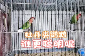 牡丹类的鹦鹉，哪种好看，聪明好训练呢，听我仔细为大家介绍