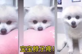 小狗狗不小心把脖子扭到了，以至于变成了这样……