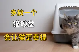 家里多放一个猫砂盆，会让你的猫更幸福