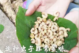 躲在葛根里面的这种虫子，给猪肉也不换，油炸一盘儿子不够吃