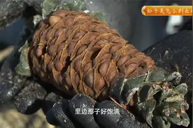 怎么把松子从松塔里取出来？看小哥哥操作