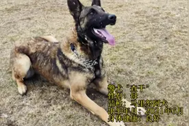 首次征集领养人！一师阿拉尔市公安局邀您带退役警犬回家视频封面