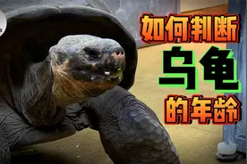乌龟这么长寿，人们如何判断它们的年龄？