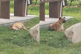 狗子睡觉男子故意挑逗叫醒，重复多次狗子忍无可忍：你没完没了？视频封面