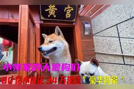 80后小伙花34万建造豪华狗窝！网友称：活了几十年还不如一条狗呢视频封面