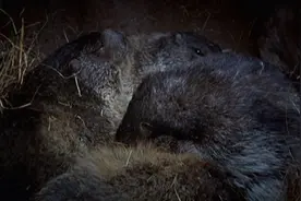 土拨鼠无惧寒冬，冬眠时体温仅三度，抱团取暖的样子可爱至极！