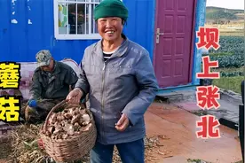 张家口张北蘑菇特别多，农村大姐和闺女采了不少，干的卖80一斤视频封面