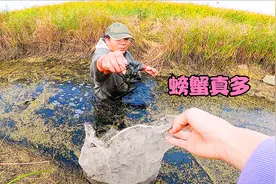 东北小伙沿着河道抓鱼，小河沟螃蟹比鱼多，抓一会功夫就够吃！视频封面