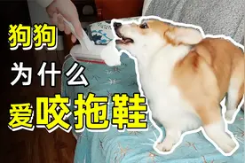 【科普】咬袜子咬拖鞋，狗狗为什么钟爱这些东西？