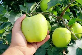 青苹果散发着淡淡的清香，皮薄肉厚，酸甜爽口，让人回味悠长