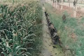 10公里沼泽行军 特种兵为何走了6小时？视频封面