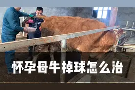 怀孕母牛掉球子宫脱出怎么办，不要着急，看看兽医如何治疗！