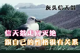 信天翁幼崽求生历程，父母虽在身边，没在窝里就不相认