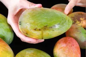 今天才知道，芒果催熟的正确方法，过一晚上就能吃，太管用了