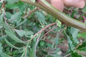 刺苋，它的根部是很好的药材，遇见了拔点回家，用来煲汤好处真多