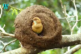 鸟类中的“建筑工程师”，棕灶鸟筑巢全过程