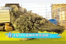 鸽展上的这只观赏鸽，我硬是没有认出来是什么品种，你认识吗？