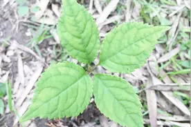 这种药材的名字叫四块瓦，对风湿骨病有很好的效果，你们知道吗？