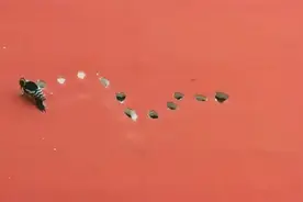 罕见！啄木鸟猛啄居民楼 凿出13个大洞组成“大雁南飞”图视频封面