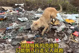 路边发现的流浪狗，双腿残疾只能倒立行走，见人就跑差点掉进河里视频封面