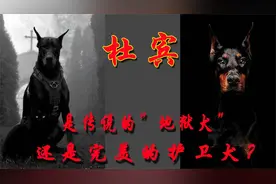 杜宾，是传说的“地狱犬”，还是完美的护卫犬？